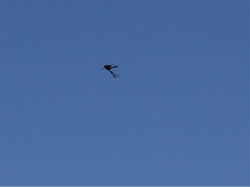 Bibio sp.